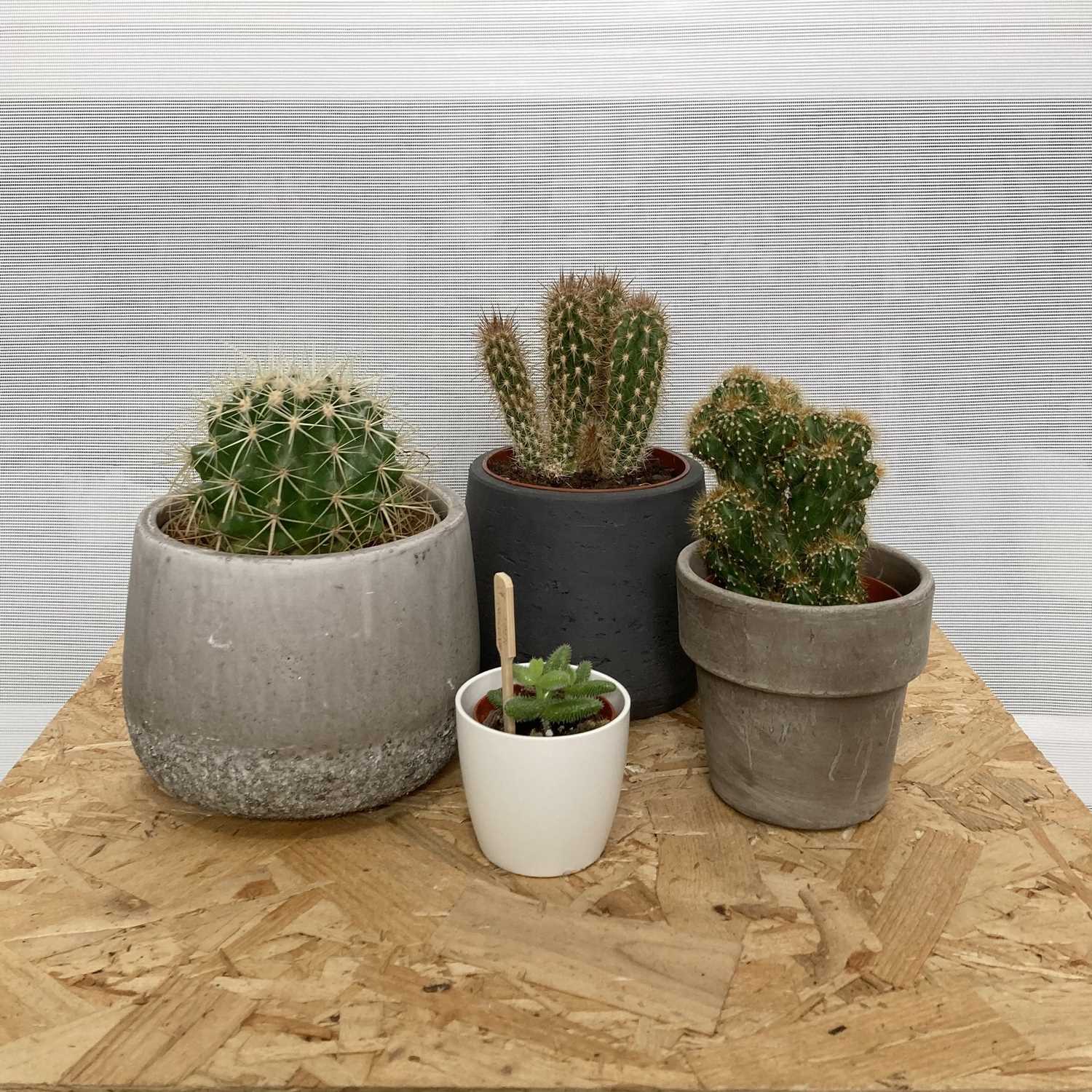 Lot 19 - A selection of four Cacti plants in attractive...