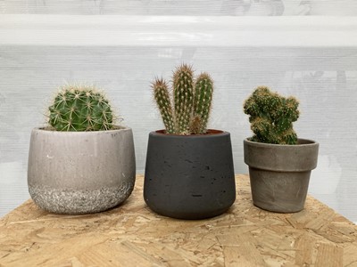 Lot 19 - A selection of four Cacti plants in attractive...