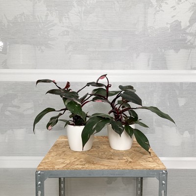 Lot 165 - A pair of Pink Princess Philodendrons in white...