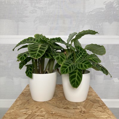 Lot 177 - A pair of Zebra Calathea plants in white elho...