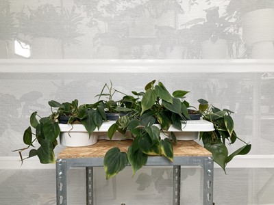 Lot 189 - A tray of four Philodendron plants....