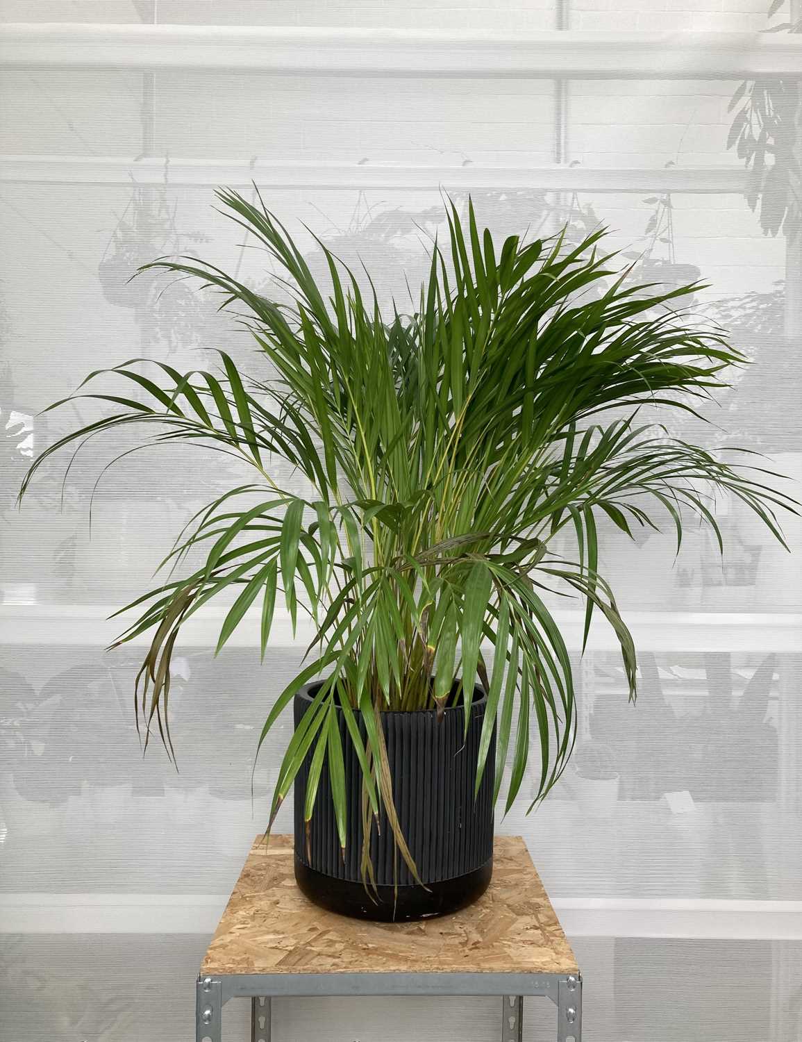 Lot 13 - A large Areca Palm in a black chevron pot....