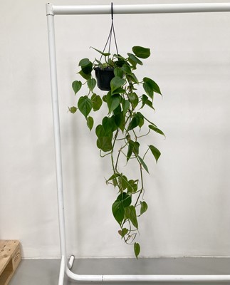 Lot 210 - A large hanging Philodendron. Approximately...