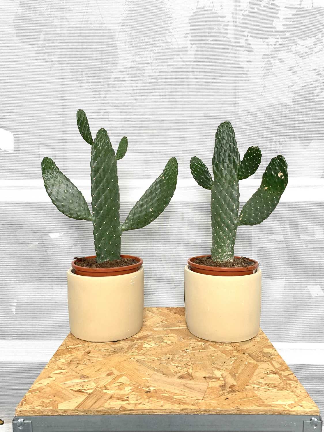 Lot 195 - Two Road Kill Cacti, 35cm, in Bamburgh