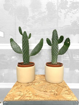 Lot 195 - Two Road Kill Cacti, 35cm, in Bamburgh ceramic...