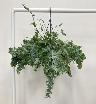 Lot 203 - A large hanging Ruffled Blue Fern....