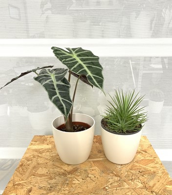 Lot 196 - Hedgehog Agave 22cm and Alocasia Amazonica...