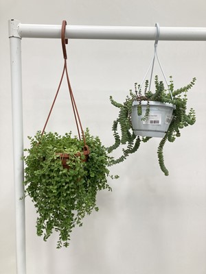 Lot 219 - Two hanging succulents. One Baby's Necklace...