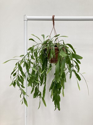 Lot 198 - A large hanging Red Coral Cactus. 66cm in length.