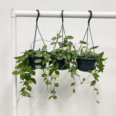 Lot 199 - Three hanging Watermelon Dischidia plants....