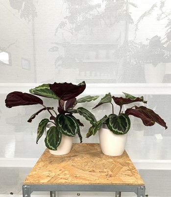 Lot 200 - Two Medalion Prayer plants, 35cm, in white pots.