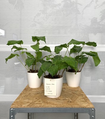 Lot 201 - Three Network plants in white pots.