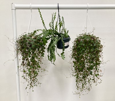 Lot 211 - A selection of three hanging plants. One...