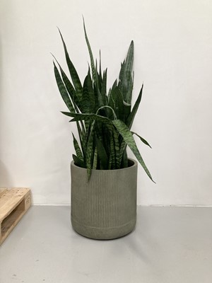 Lot 204 - A large Snake Plant in a Garden Trading...