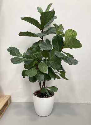 Lot 205 - A large Fiddle Lead Fig Tree in a white elho...