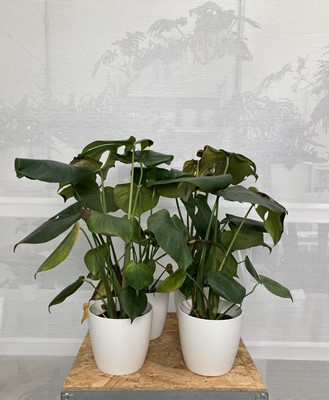 Lot 222 - Four Monstera Swiss Cheese Plants in elho pots....