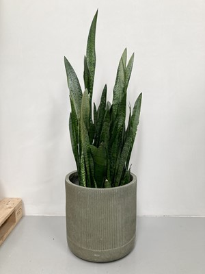 Lot 221 - A large Snake Plant in a Garden Trading...