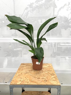 Lot 202 - Cast Iron Plant (Aspidistra) 75cm.