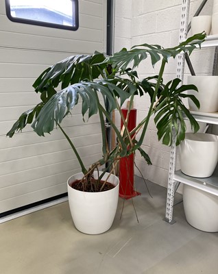 Lot 206 - A large Monstera Swiss Cheese Plant in a white...