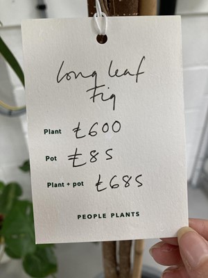 Lot 208 - A large Long Leaf Fig Tree in a Garden Trading...