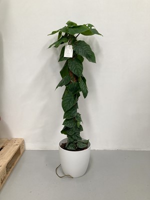 Lot 213 - A Monstera 'Shingle' in a elho pot. 140cm in...