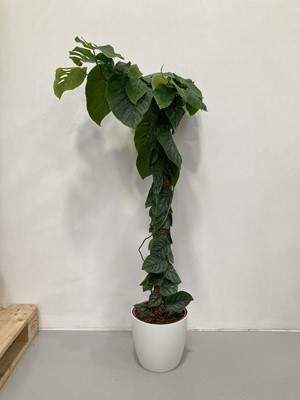 Lot 227 - A Monstera 'Shingle' in a elho pot. 135cm in...