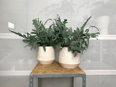 Lot 209 - Two Blue Star Ferns in white crackle-glazed pots.