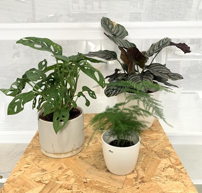 Lot 215 - Three plants. A Pinstripe plant, 50cm, Adanson'...