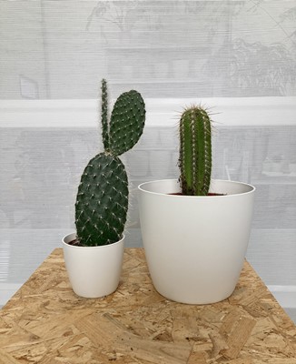 Lot 226 - Two Cacti. One Saguaro Cactus and one Prickly...