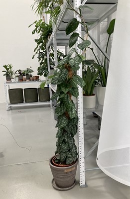 Lot 217 - A large Satin Pothos on a moss pole, along...