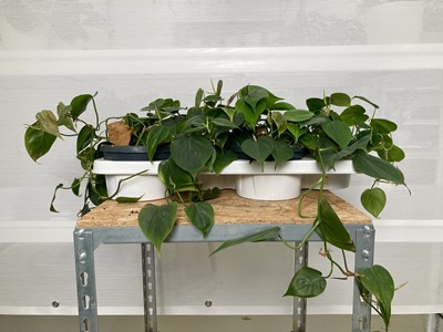 Lot 224 - A tray of four Philodendrons. Approximately...