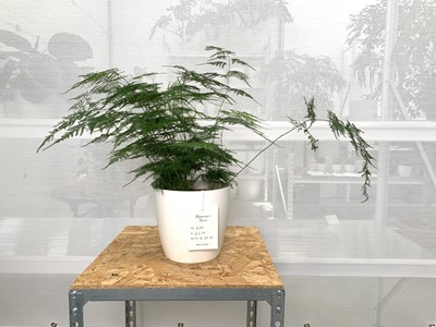 Lot 218 - An Asparagus Fern of lovely form, 45cm, in a...