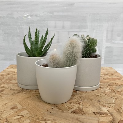 Lot 230 - A selection of succulent and cacti. One White...