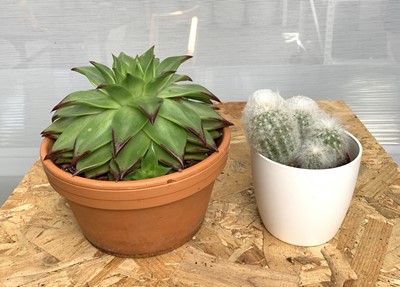 Lot 225 - A Peruvian Old Lady cactus in a white pot with...