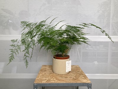 Lot 231 - An Asparagus Fern in a Bamburgh Pot. Overall...