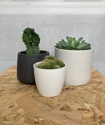 Lot 237 - A selection of Cacti and one Succulent. One...