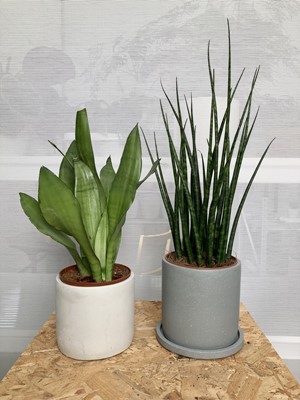 Lot 238 - Two snake plants. One Slender Snake Plant and...