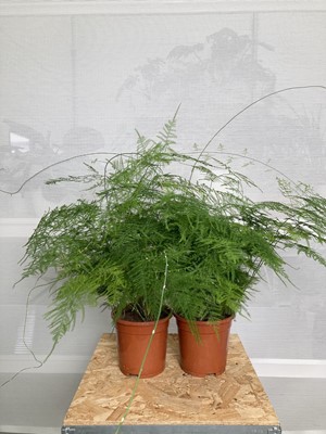 Lot 239 - Two large Asparagus Ferns. Approximate height:...