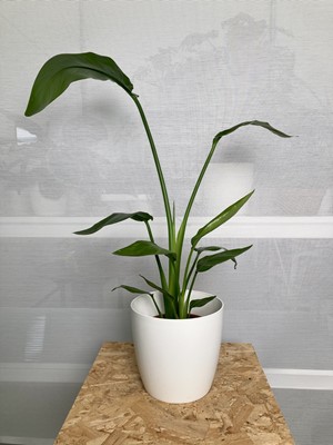 Lot 232 - A White Bird of Paradise plant in a elho pot....