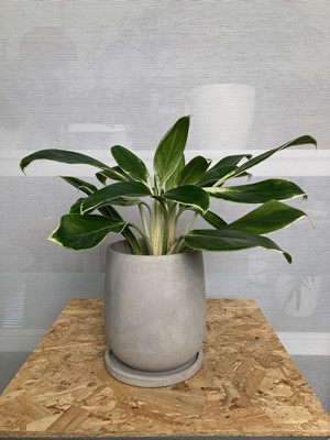 Lot 234 - A Edgy White Chinese Evergreen in a Anther +...