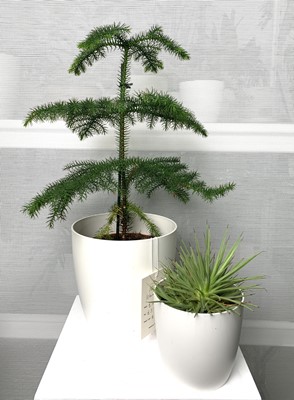 Lot 243 - A Norfolk Island Pine, 55cm including white...