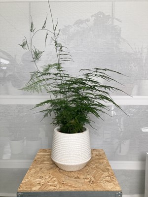 Lot 244 - A large Asparagus Fern in a white crackle...