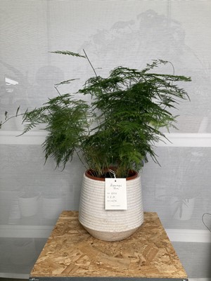 Lot 241 - A large Asparagus Fern in a white crackle...