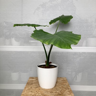 Lot 246 - A large Alocasia plant in a white elho pot....