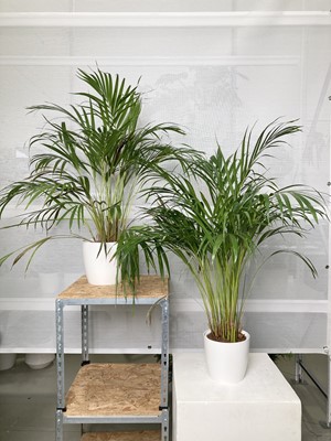 Lot 247 - Two large Areca Palms in white elho pots....