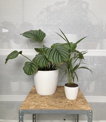 Lot 250 - Two plants. One Calathea Orbifolia and one...