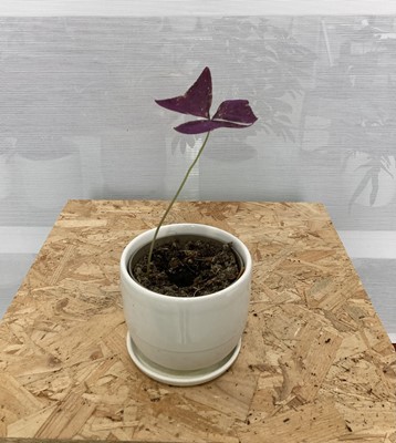 Lot 251 - A Purple Butterfly Plant in a white ceramic...