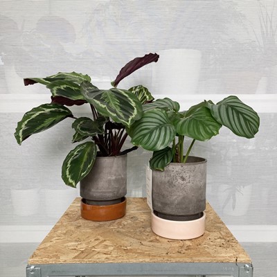 Lot 253 - Two Calathea Plants in Bergs pots with saucers....