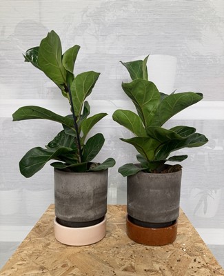 Lot 254 - Two Bambino Fiddle Leaf Figs in Bergs pots...