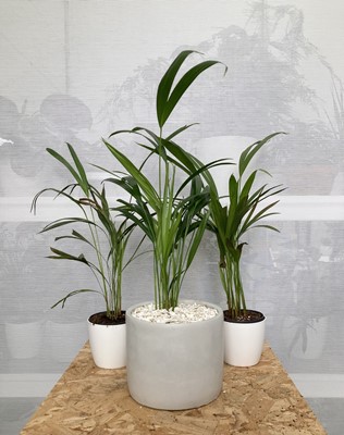 Lot 255 - Three Areca Palms. Two smaller palms in white...